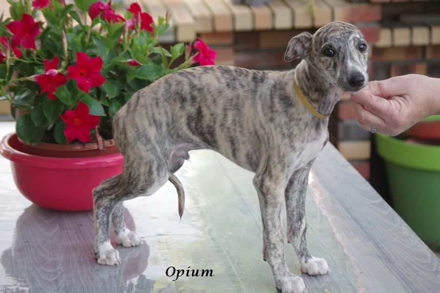 Opium  (collier Jaune)