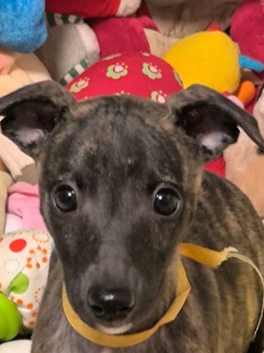 Des Petits Princes D'amour - Chiot disponible  - Whippet