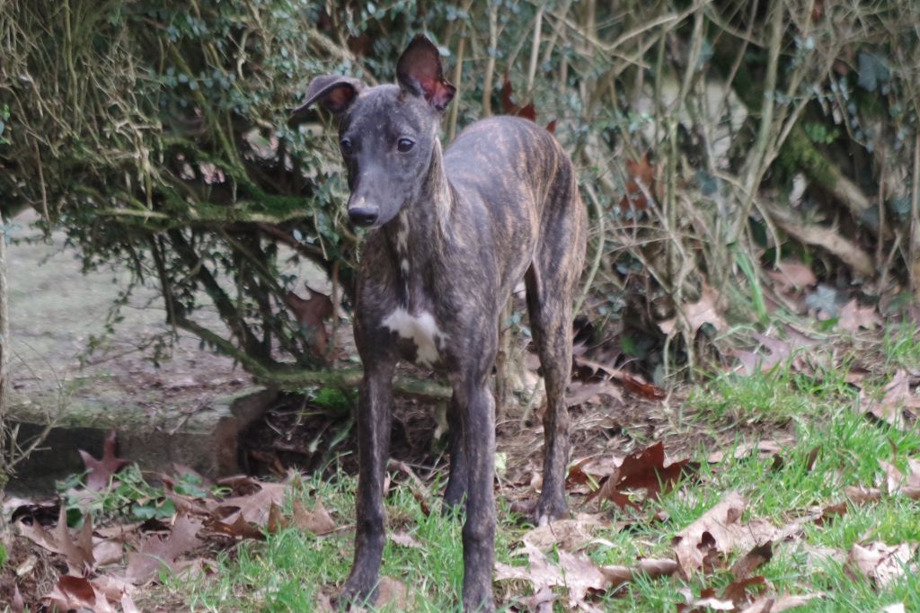 Des Petits Princes D'amour - Chiot disponible  - Whippet