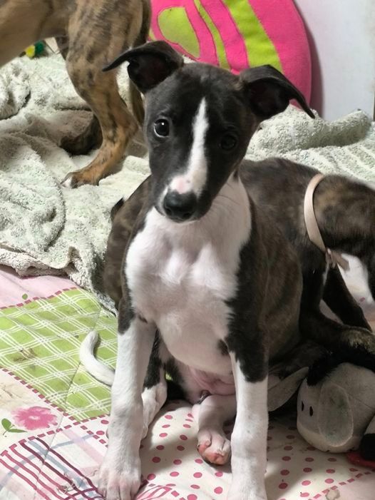 Des Petits Princes D'amour - Chiot disponible  - Whippet