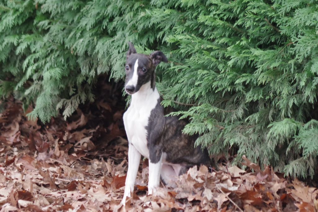 Des Petits Princes D'amour - Chiot disponible  - Whippet