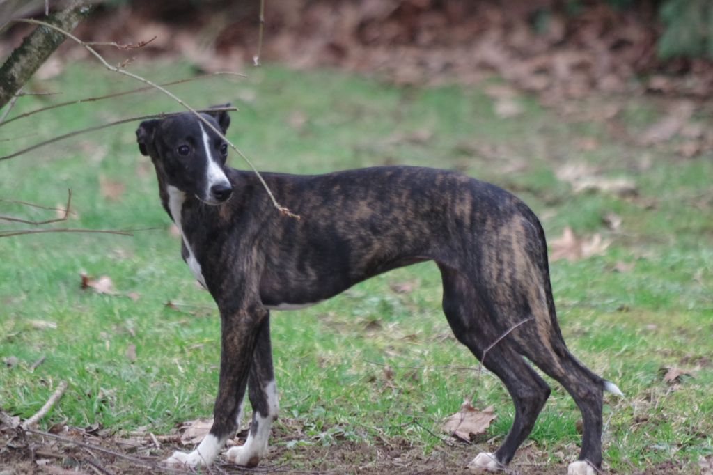 Des Petits Princes D'amour - Chiot disponible  - Whippet