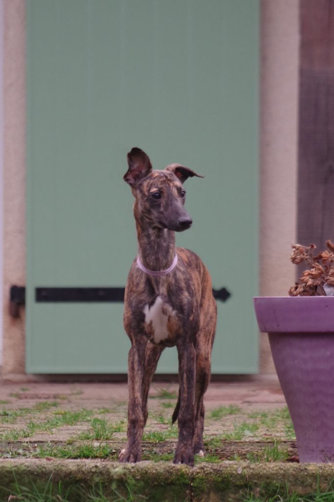 Des Petits Princes D'amour - Chiot disponible  - Whippet