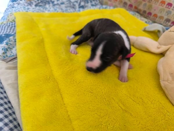 Des Petits Princes D'amour - Chiot disponible  - Whippet