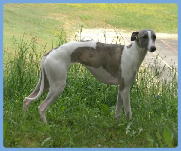 Devika De la tour enchantée