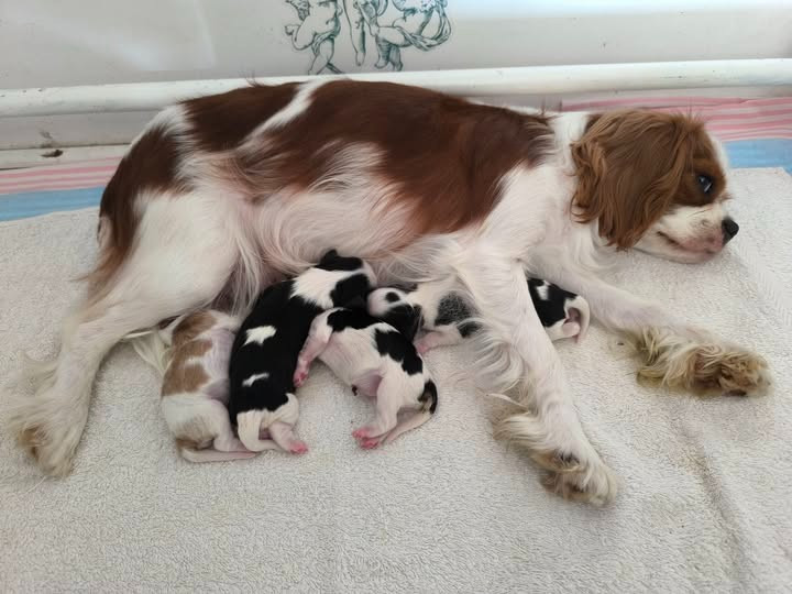 Less BB de Vanille et de Tilwen sont arrivés