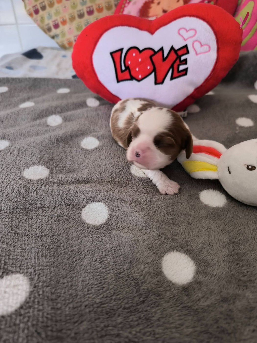 Des Petits Princes D'amour - Chiots disponibles - Cavalier King Charles Spaniel
