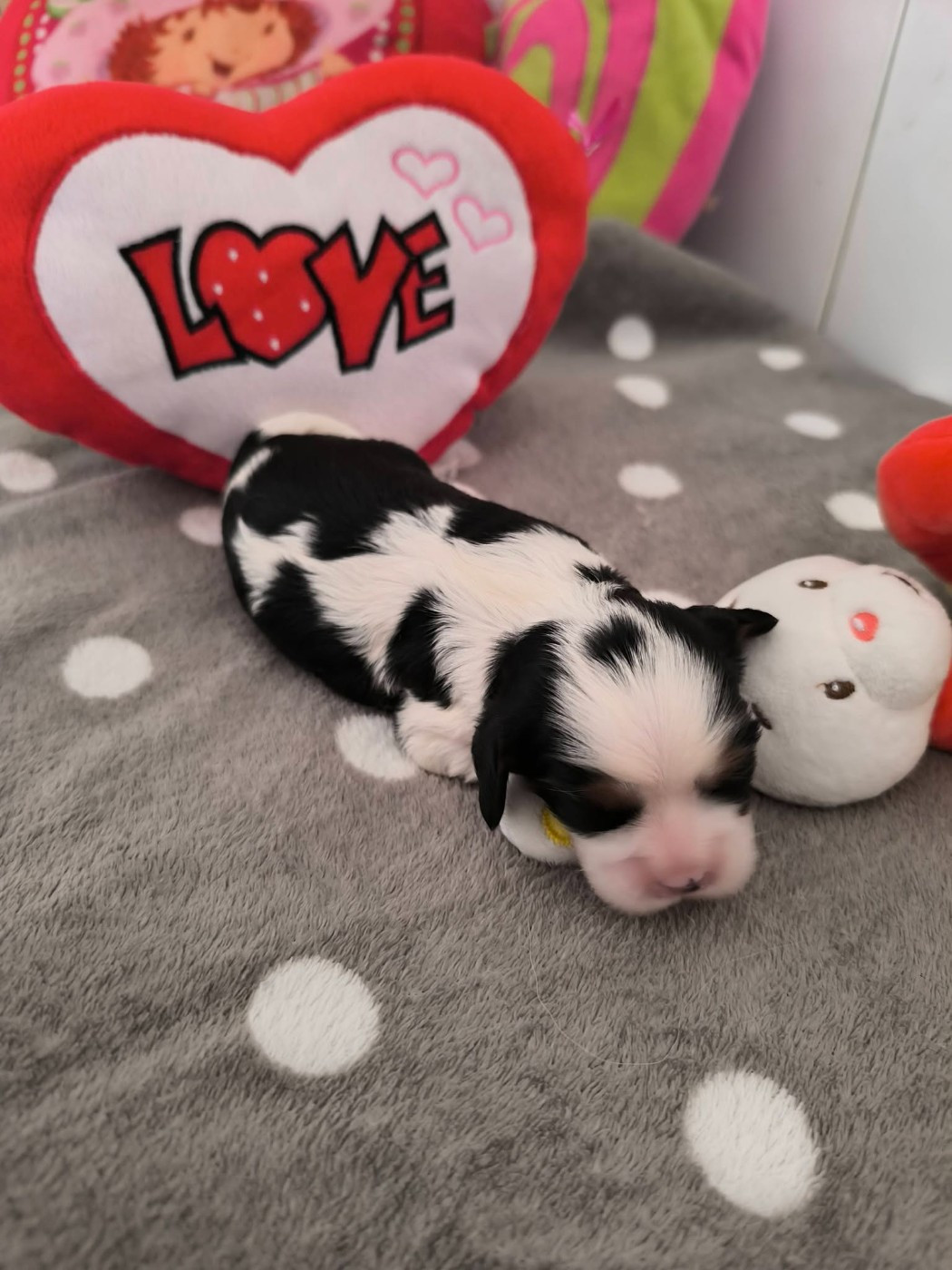 Des Petits Princes D'amour - Chiots disponibles - Cavalier King Charles Spaniel