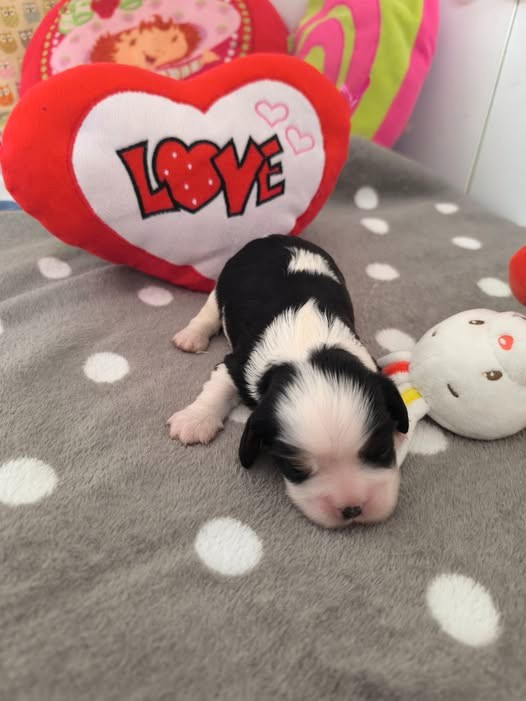 Des Petits Princes D'amour - Chiots disponibles - Cavalier King Charles Spaniel