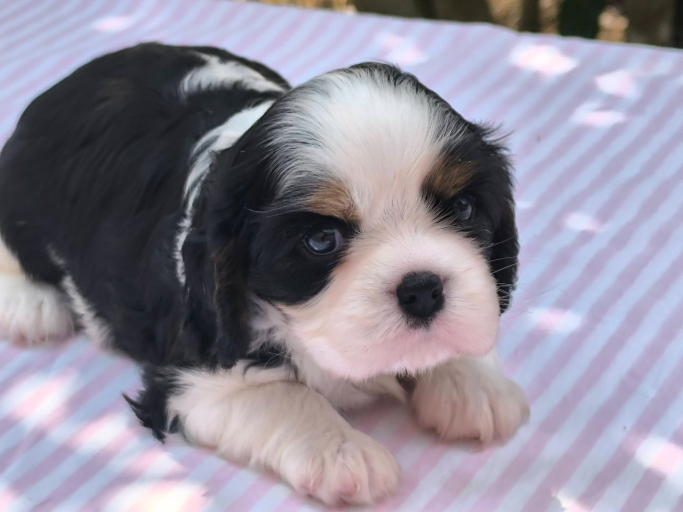 Des Petits Princes D'amour - Chiots disponibles - Cavalier King Charles Spaniel