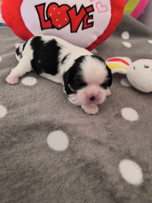 CHIOT 1