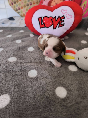 CHIOT 2