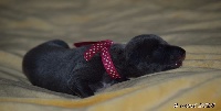MISS-Acacia  (collier rose foncé)