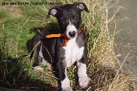 MIA (collier orange)